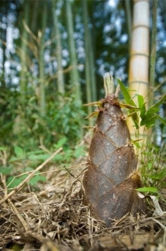 Cây tre - bamboo shoots